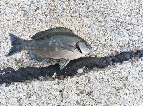 メジナの釣果