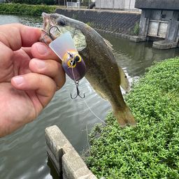 ブラックバス