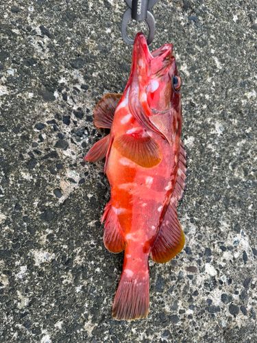 アカハタの釣果