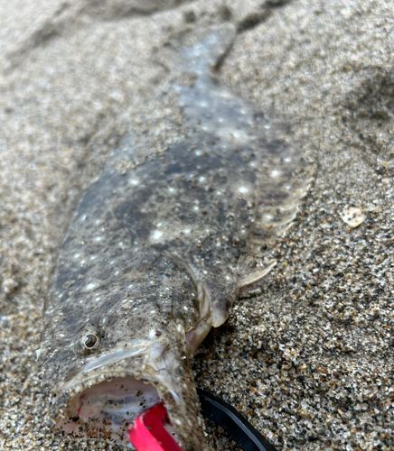 ヒラメの釣果