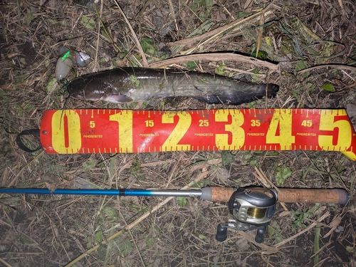 マナマズの釣果