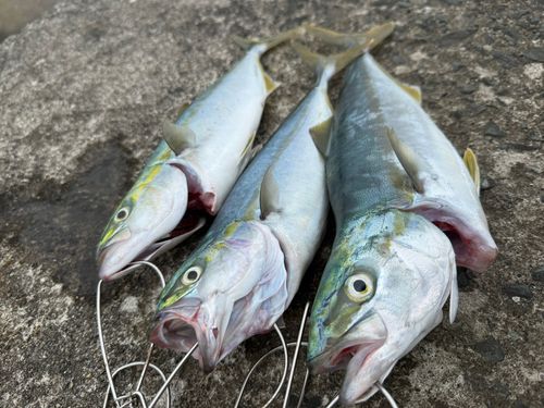 イナダの釣果