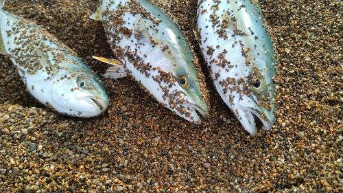 ツバスの釣果