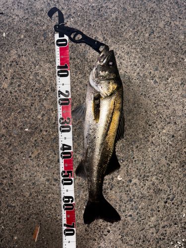 スズキの釣果