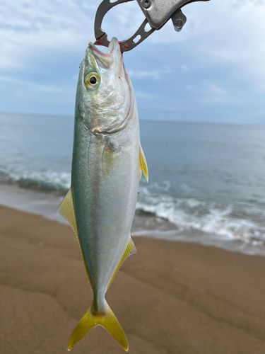 コゾクラの釣果