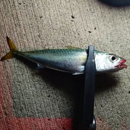 サバ