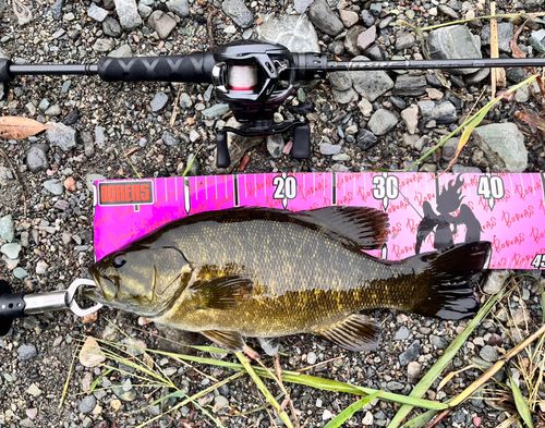 スモールマウスバスの釣果