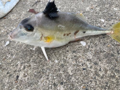 シロギスの釣果
