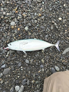 ヒラソウダの釣果