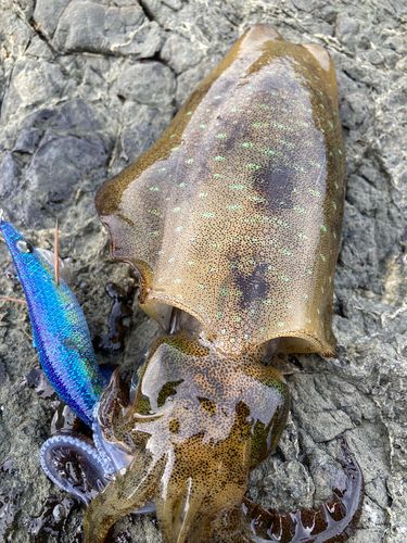 アオリイカの釣果
