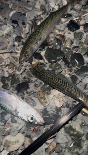 サバの釣果