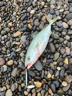 ワカシの釣果