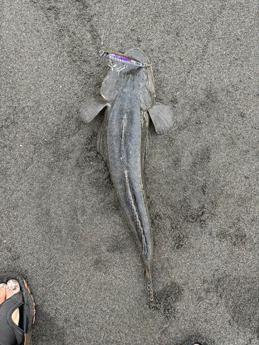 茅ヶ崎海岸