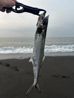 サゴシの釣果