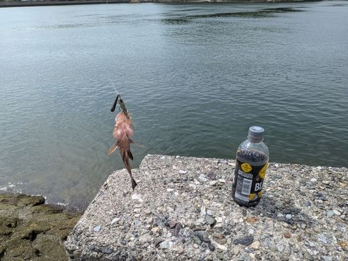 コモンハタの釣果
