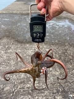 タコの釣果