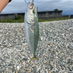 ツバイソ