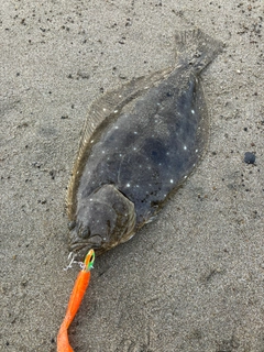 ヒラメの釣果