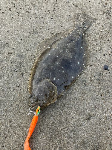 ヒラメの釣果