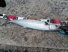 サゴシの釣果