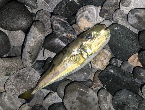 フグの釣果