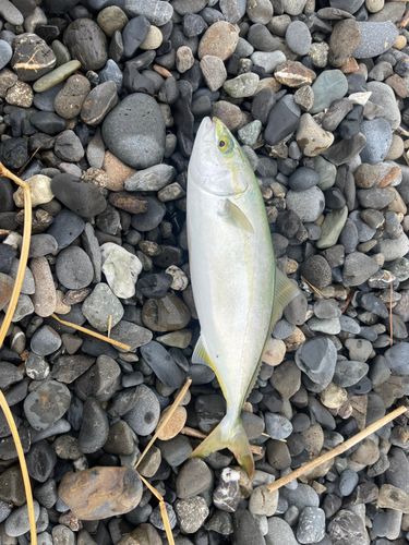 ブリの釣果