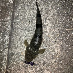 マゴチ