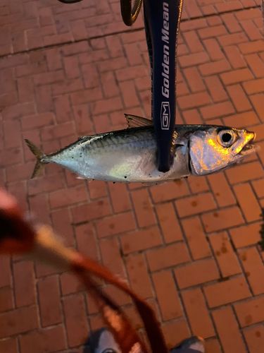サバの釣果