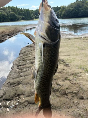 コイの釣果