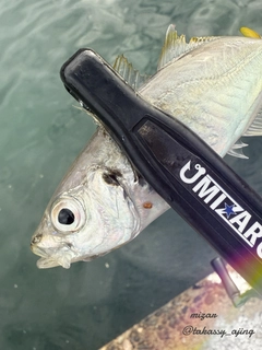 マアジの釣果