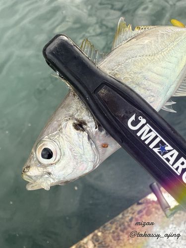 マアジの釣果