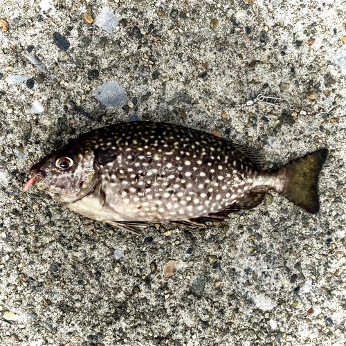 アイゴの釣果
