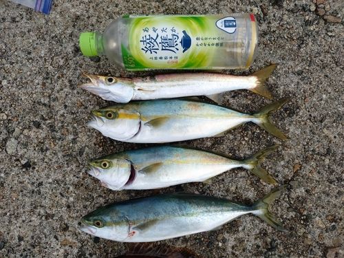 ツバイソの釣果