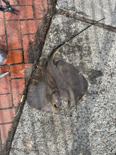 アカエイの釣果