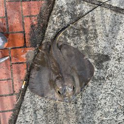 アカエイ