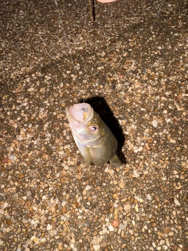 セイゴ（マルスズキ）の釣果