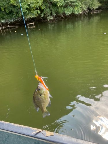 ブルーギルの釣果
