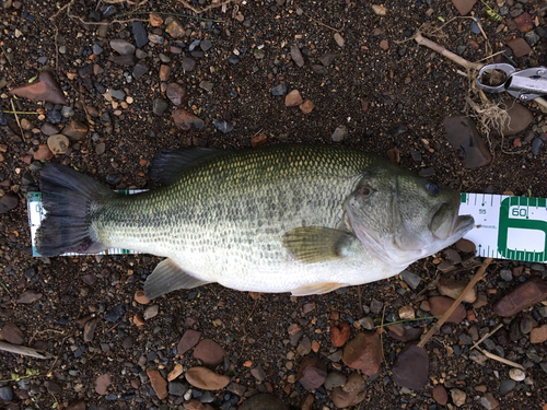 ブラックバスの釣果