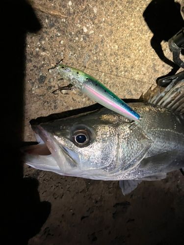 セイゴ（マルスズキ）の釣果