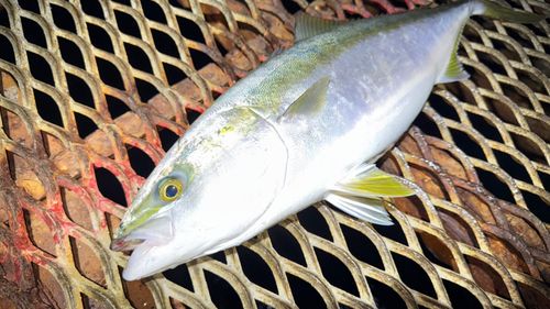 メジロの釣果