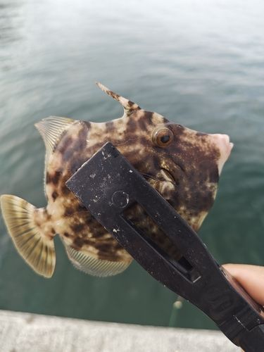 カワハギの釣果