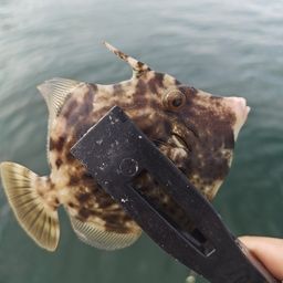 カワハギ