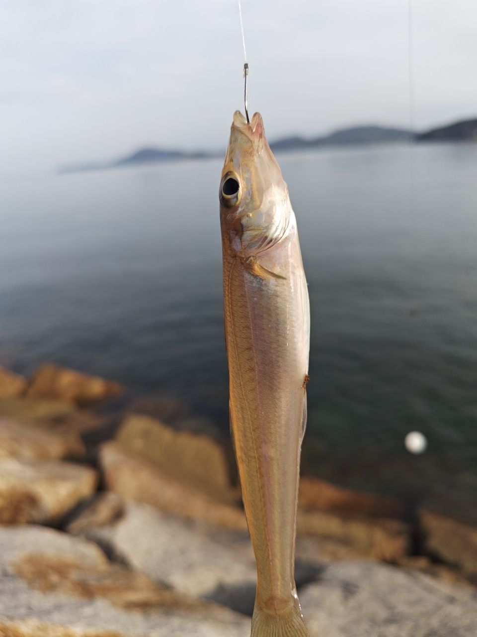 カワハギ