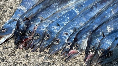 タチウオの釣果