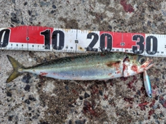 サバの釣果