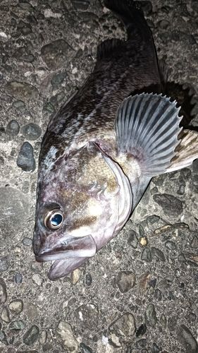 クロソイの釣果