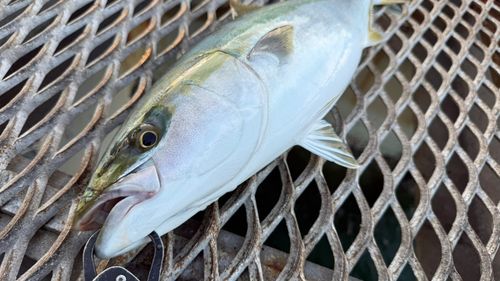 メジロの釣果