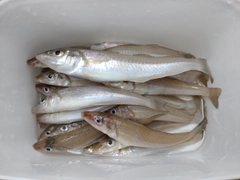 キスの釣果