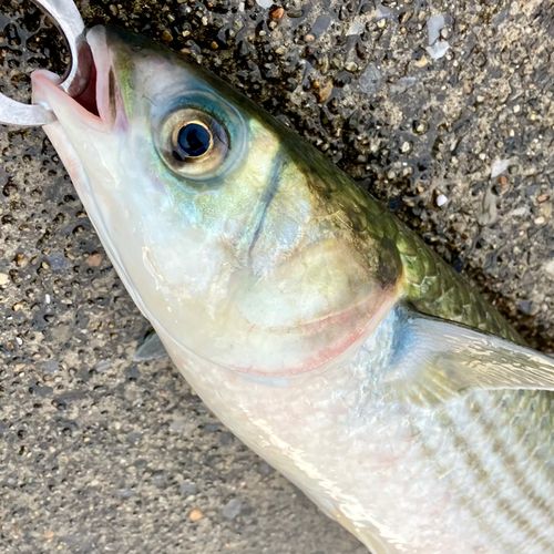 ボラの釣果