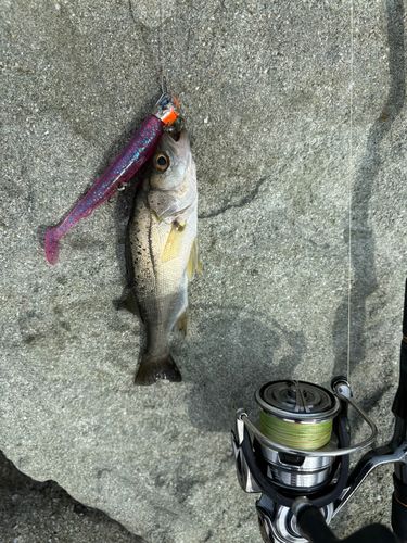 セイゴ（マルスズキ）の釣果